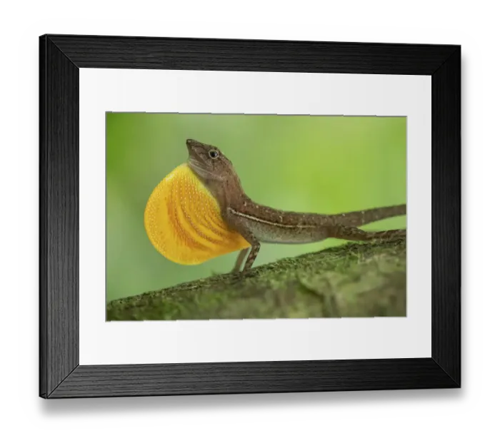 Framed Print : Anolis lizard (Anolis sp. ) male displaying in Corcovado National Park, Costa Rica Framed Print : Anolis lizard (Anolis sp. ) male displaying in Corcovado National Park, Costa Rica