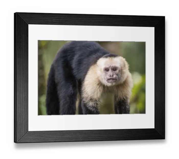 Framed Print : White-faced capuchin monkey (Cebus capucinus) in Tenorio Volcano National Park Framed Print : White-faced capuchin monkey (Cebus capucinus) in Tenorio Volcano National Park