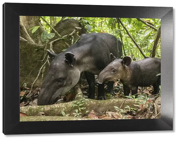 Bairds tapir female (Tapirus bairdii) with calf, rainforest, Corcovado National Park