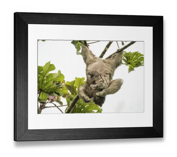 Framed Print : Brown-throated three-toed sloth (Bradypus variegatus) mother and baby Framed Print : Brown-throated three-toed sloth (Bradypus variegatus) mother and baby