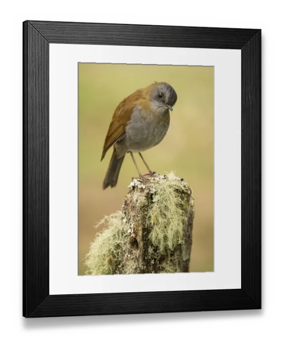 Framed Print : Black-billed nightingale-thrush (Catharus gracilirostris) Framed Print : Black-billed nightingale-thrush (Catharus gracilirostris)