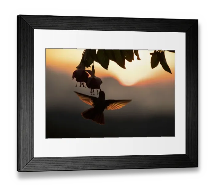 Framed Print : Hummingbird (Trochilidae) feeding on flower, silhouetted at sunset, Talamanca mountains