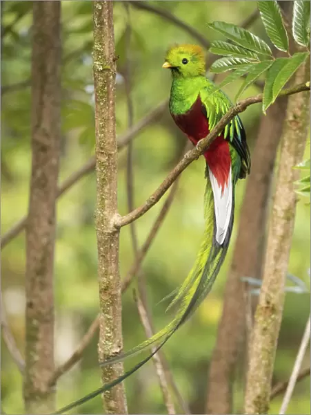 Resplendent quetzal (Pharomachrus mocinno) male, Talamanca mountains, Costa Rica