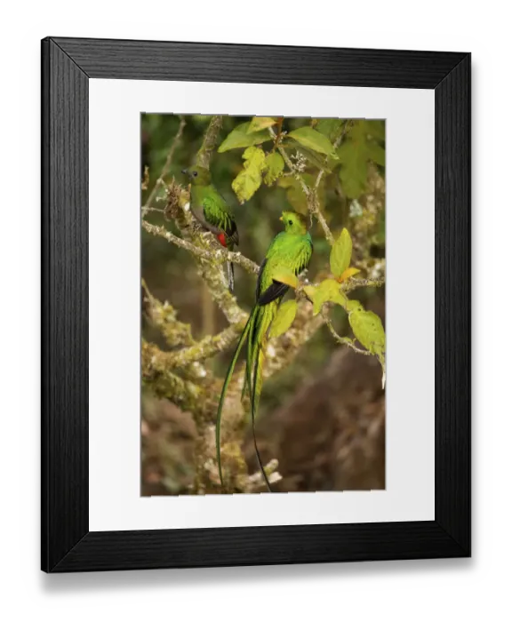 Framed Print : Resplendent quetzal (Pharomachrus mocinno), male and female, Talamanca mountains Framed Print : Resplendent quetzal (Pharomachrus mocinno), male and female, Talamanca mountains