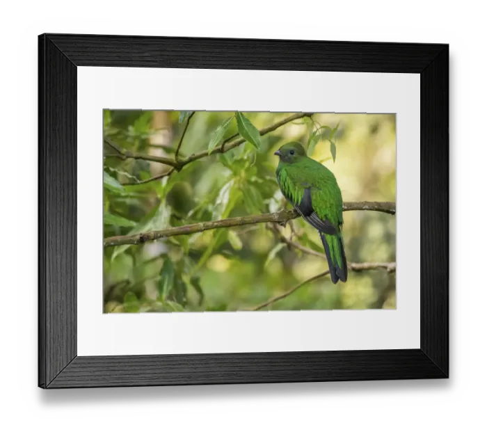 Framed Print : Resplendent quetzal (Pharomachrus mocinno) female, Talamanca mountains, Costa Rica Framed Print : Resplendent quetzal (Pharomachrus mocinno) female, Talamanca mountains, Costa Rica