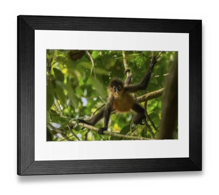 Framed Print : Central American spider monkey (Ateles geoffroyi) juvenile, Corcovado National Park Framed Print : Central American spider monkey (Ateles geoffroyi) juvenile, Corcovado National Park