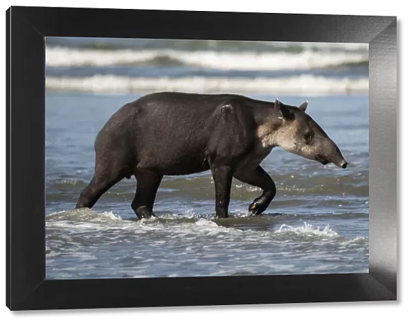 Bairds tapir (Tapirus bairdii) walking along a beach in Corcovado National Park