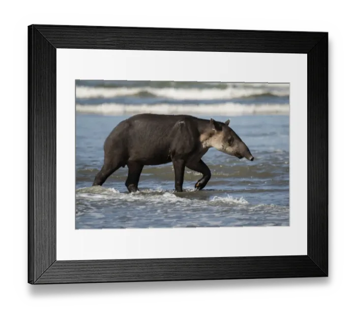 Framed Print : Bairds tapir (Tapirus bairdii) walking along a beach in Corcovado National Park Framed Print : Bairds tapir (Tapirus bairdii) walking along a beach in Corcovado National Park