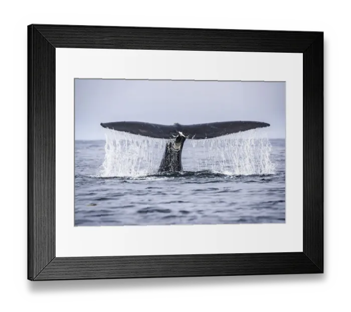 Framed Print : Tail of a North Atlantic right whale (Eubalaena glacialis) as it dives Framed Print : Tail of a North Atlantic right whale (Eubalaena glacialis) as it dives