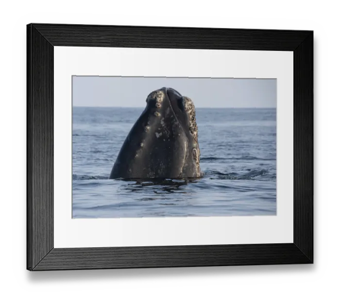Framed Print : Head of a North Atlantic right whale (Eubalaena glacialis) emerges from the water Framed Print : Head of a North Atlantic right whale (Eubalaena glacialis) emerges from the water