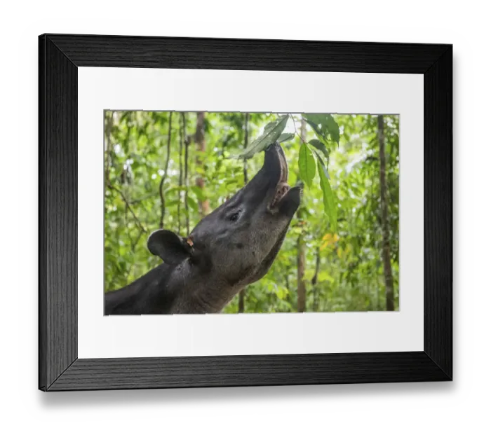Framed Print : Bairds tapir (Tapirus bairdii) browsing on leaves, rainforest Framed Print : Bairds tapir (Tapirus bairdii) browsing on leaves, rainforest