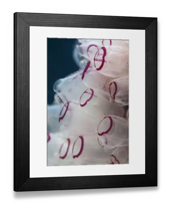 Framed Print : Painted tunicate (Clavelina picta), Cienaga de Zapata National Park, Matanzas Province Framed Print : Painted tunicate (Clavelina picta), Cienaga de Zapata National Park, Matanzas Province