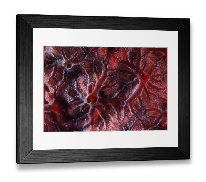 Framed Print : Red encrusting sponge (Monanchora barbadensis), Cienaga de Zapata National Park Framed Print : Red encrusting sponge (Monanchora barbadensis), Cienaga de Zapata National Park