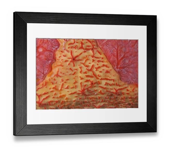 Framed Print : Orange sieve encrusting sponge (Diplastrella sp. ) and Red encrusting sponge Framed Print : Orange sieve encrusting sponge (Diplastrella sp. ) and Red encrusting sponge
