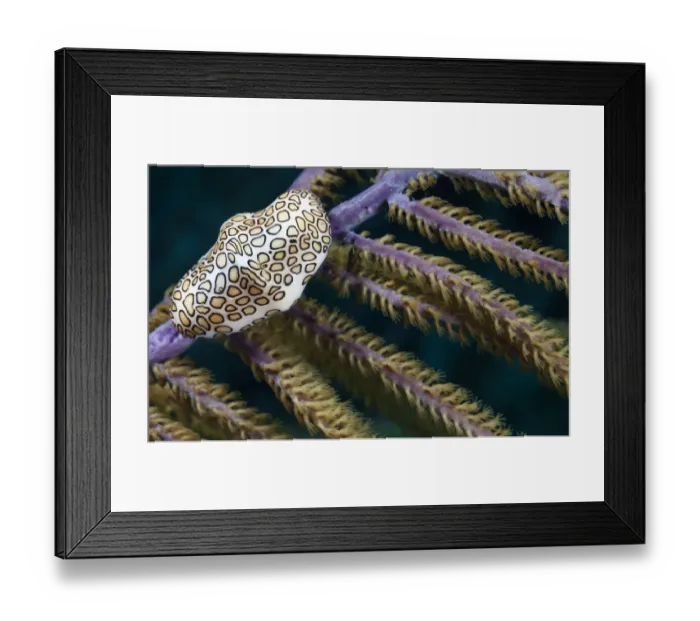 Framed Print : Flamingo Tongue (Cyphoma gibbosum), on featherstar, Cienaga de Zapata National Park Framed Print : Flamingo Tongue (Cyphoma gibbosum), on featherstar, Cienaga de Zapata National Park
