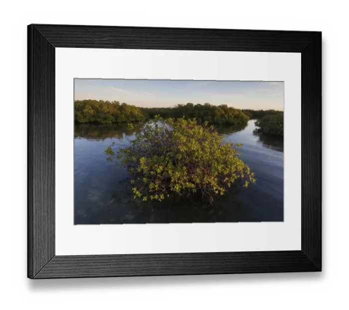 Framed Print : Red Mangrove (Rhizophora mangle) forest, Cienaga de Zapata National Park Framed Print : Red Mangrove (Rhizophora mangle) forest, Cienaga de Zapata National Park