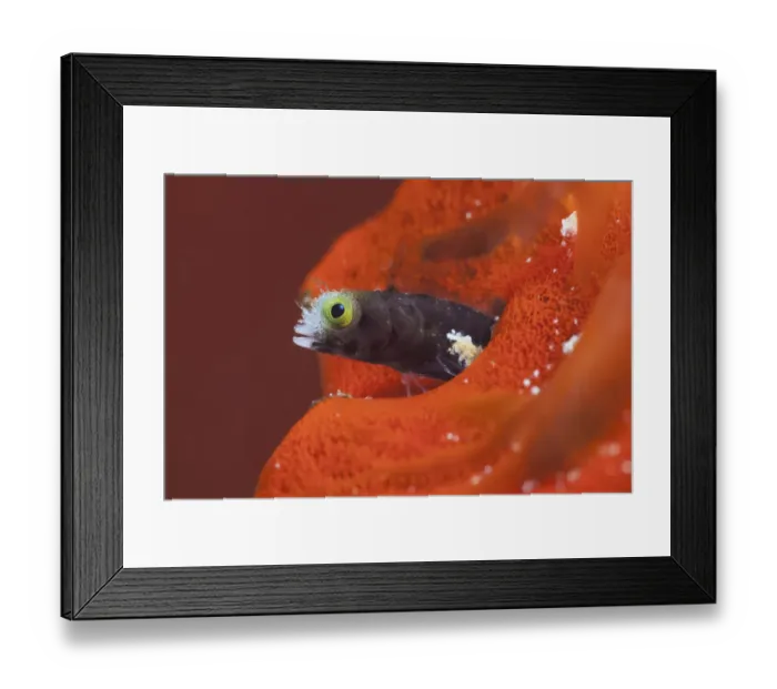 Framed Print : Spinyhead Blenny (Acanthemblemaria spinosa), Cienaga de Zapata National Park Framed Print : Spinyhead Blenny (Acanthemblemaria spinosa), Cienaga de Zapata National Park