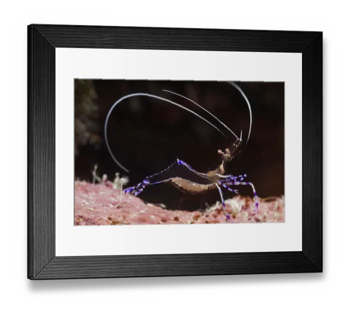 Framed Print : Pederson cleaner shrimp (Periclimenes pedersoni), Cienaga de Zapata National Park Framed Print : Pederson cleaner shrimp (Periclimenes pedersoni), Cienaga de Zapata National Park