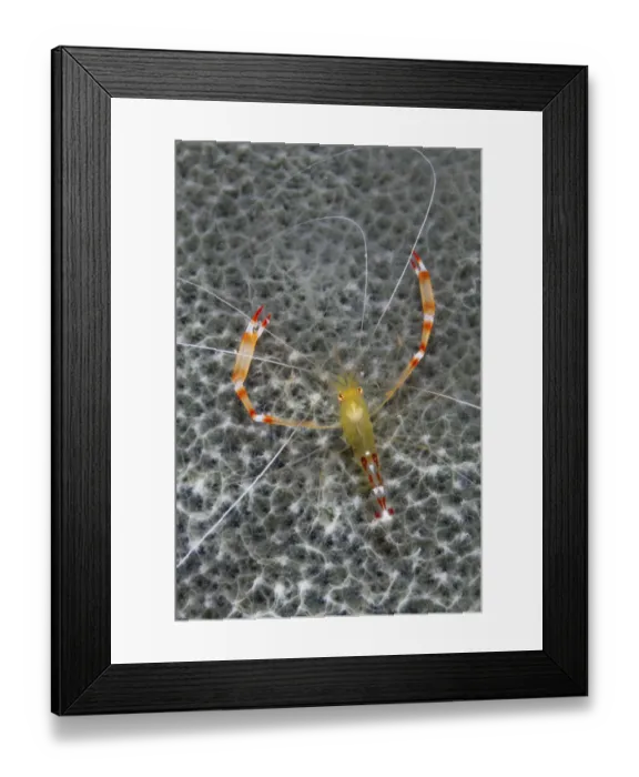 Framed Print : Golden coral shrimp (Stenopus scutellatus), Cienaga de Zapata National Park Framed Print : Golden coral shrimp (Stenopus scutellatus), Cienaga de Zapata National Park
