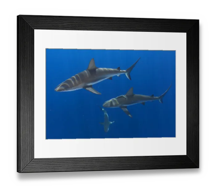 Framed Print : Caribbean Reef Shark (Carcharhinus perezi) group of three