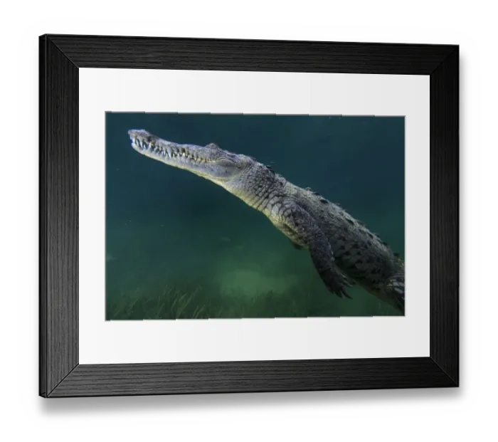 Framed Print : American crocodile (Crocodylus acutus), Jardines de la Reina / Gardens of the Queen Framed Print : American crocodile (Crocodylus acutus), Jardines de la Reina / Gardens of the Queen