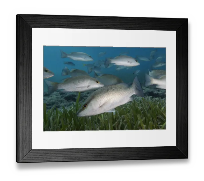 Framed Print : Gray snapper (Lutjanus griseus) shoal swimming over Turtle grass (Thalassia testudinum) Framed Print : Gray snapper (Lutjanus griseus) shoal swimming over Turtle grass (Thalassia testudinum)