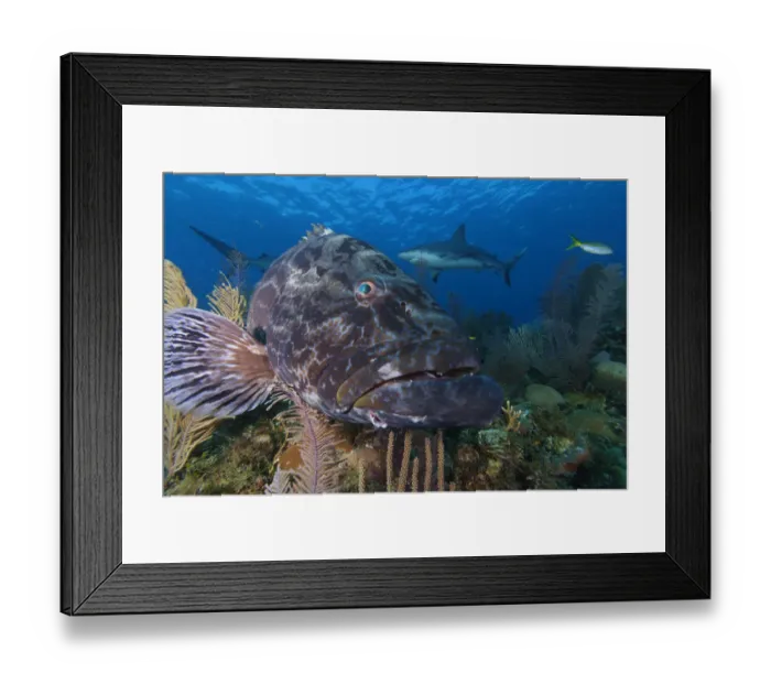 Framed Print : Black grouper (Mycteroperca bonaci), and Caribbean Reef Shark (Carcharhinus perezi)