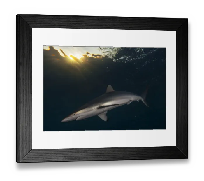 Framed Print : Silky Shark (Carcharhinus falciformis) with hook, Jardines de la Reina / Gardens of Framed Print : Silky Shark (Carcharhinus falciformis) with hook, Jardines de la Reina / Gardens of