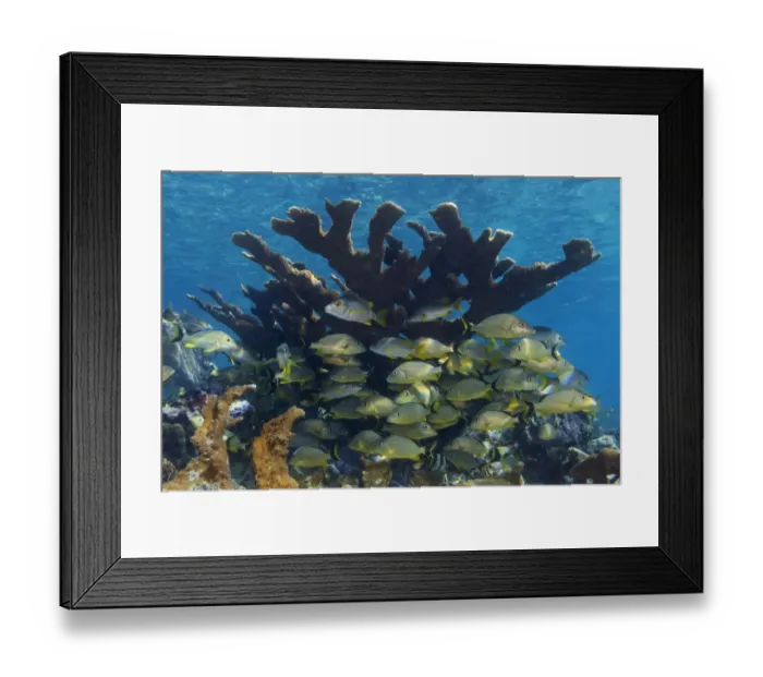 Framed Print : Schoolmaster snapper (Lutjanus apodus) and Bluestriped grunt (Haemulon sciurus Framed Print : Schoolmaster snapper (Lutjanus apodus) and Bluestriped grunt (Haemulon sciurus