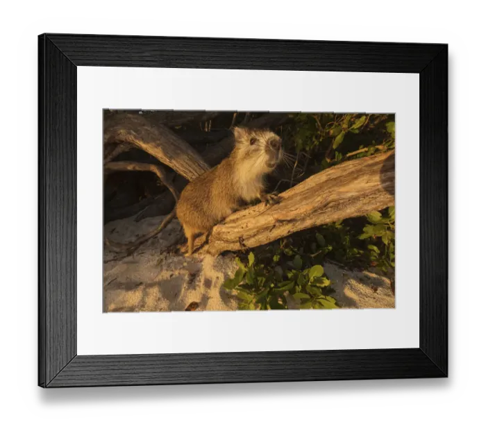 Framed Print : Desmarests hutia (Capromys pilorides doceleguas) on beach Framed Print : Desmarests hutia (Capromys pilorides doceleguas) on beach