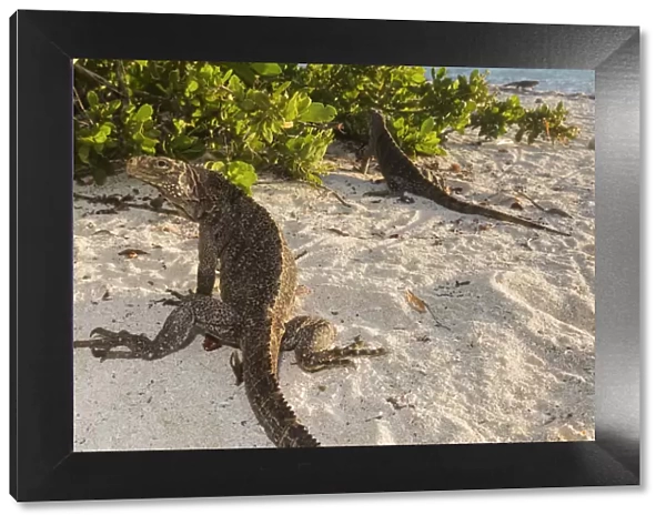 Cuban  /  Clouded rock iguanas (Cyclura nubila), on beach