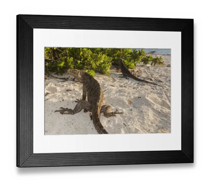 Framed Print : Cuban / Clouded rock iguanas (Cyclura nubila), on beach Framed Print : Cuban / Clouded rock iguanas (Cyclura nubila), on beach