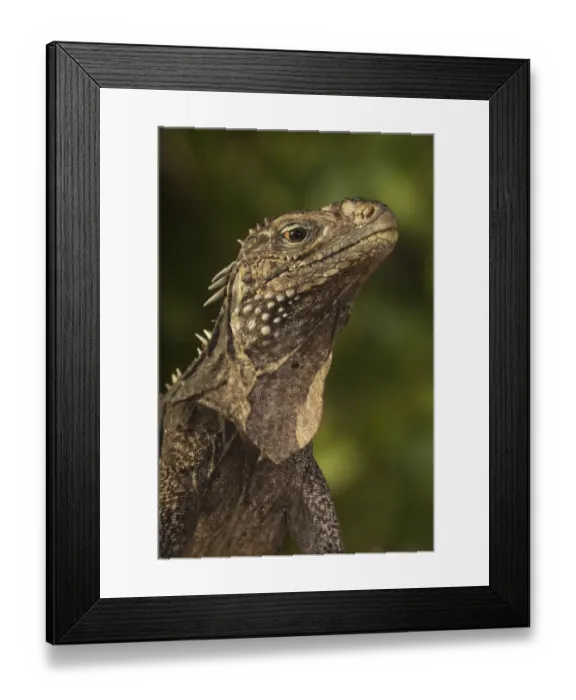 Framed Print : Cuban / Clouded rock iguana (Cyclura nubila), Jardines de la Reina / Gardens of the Queen Framed Print : Cuban / Clouded rock iguana (Cyclura nubila), Jardines de la Reina / Gardens of the Queen