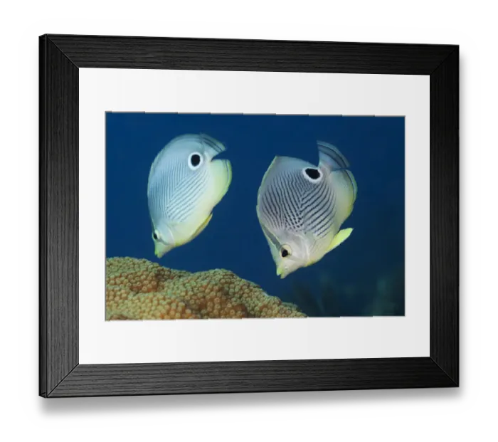 Framed Print : Foureye butterflyfish (Chaetodon capistratus) couple feeding on coral Framed Print : Foureye butterflyfish (Chaetodon capistratus) couple feeding on coral