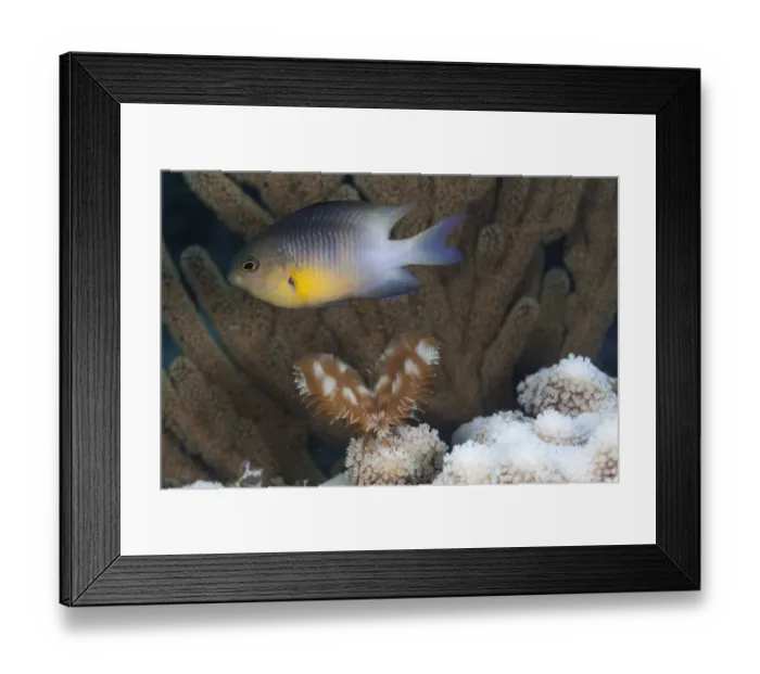 Framed Print : Bicolor damselfish (Stegastes partitus), Guanahacabibes Peninsula National Park Framed Print : Bicolor damselfish (Stegastes partitus), Guanahacabibes Peninsula National Park