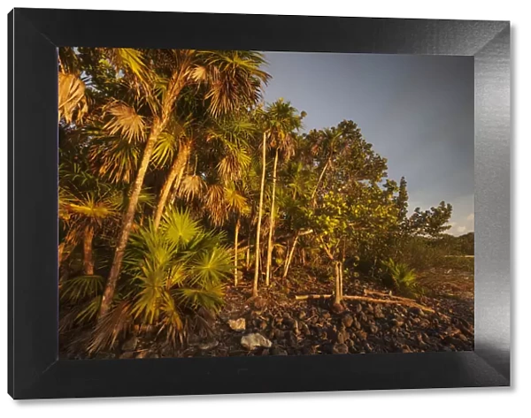 Thatch palm (Thrinax radiata), Guanahacabibes Peninsula National Park