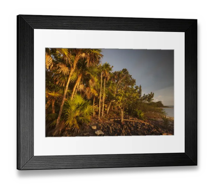 Framed Print : Thatch palm (Thrinax radiata), Guanahacabibes Peninsula National Park Framed Print : Thatch palm (Thrinax radiata), Guanahacabibes Peninsula National Park