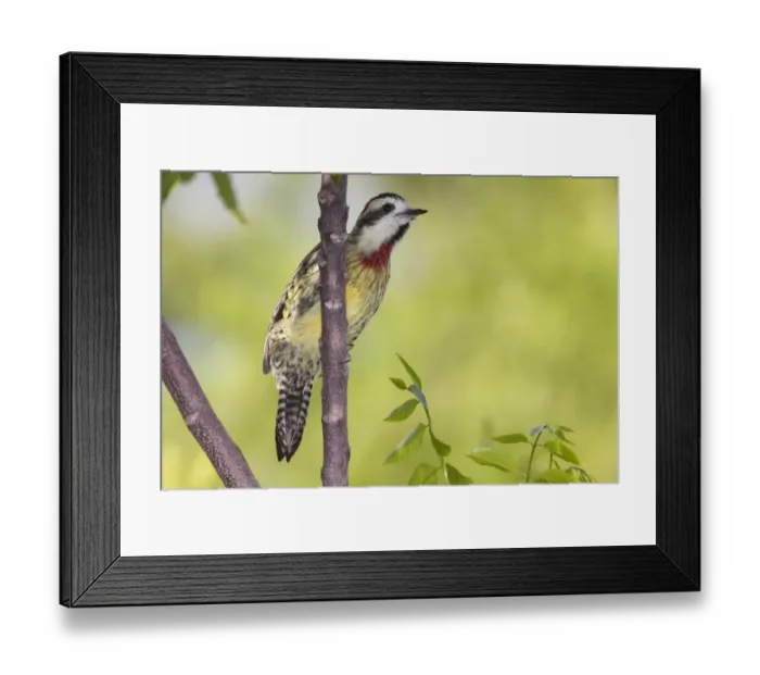 Framed Print : Cuban green woodpecker (Xiphidiopicus percussus), Guanahacabibes Peninsula National Park Framed Print : Cuban green woodpecker (Xiphidiopicus percussus), Guanahacabibes Peninsula National Park