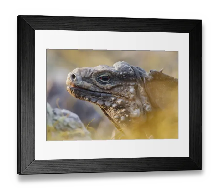 Framed Print : Cuban Iguana (Cyclura nubila nubila), Guanahacabibes Peninsula National Park Framed Print : Cuban Iguana (Cyclura nubila nubila), Guanahacabibes Peninsula National Park