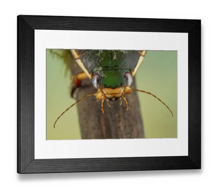 Framed Print : Diving beetle (Cybister lateralimarginalis) female, Europe, May, controlled conditions Framed Print : Diving beetle (Cybister lateralimarginalis) female, Europe, May, controlled conditions