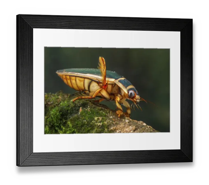 Framed Print : Great diving beetle (Dytiscus marginalis) male, Europe, August, controlled conditions Framed Print : Great diving beetle (Dytiscus marginalis) male, Europe, August, controlled conditions