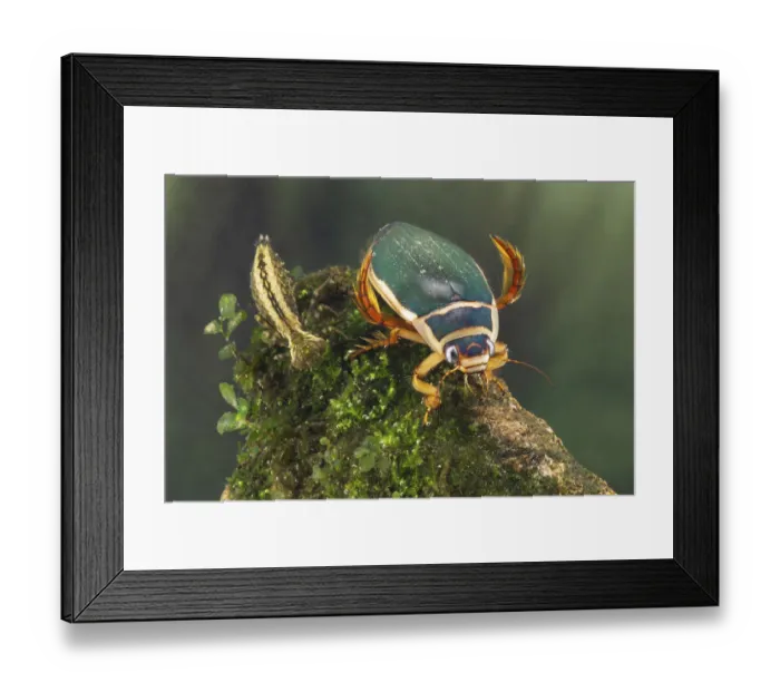 Framed Print : Great diving beetle (Dytiscus marginalis) and Dragonfly nymph (Aeshnidae), Europe, August Framed Print : Great diving beetle (Dytiscus marginalis) and Dragonfly nymph (Aeshnidae), Europe, August