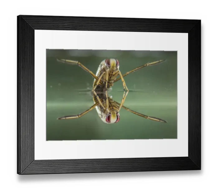Framed Print : Backswimmer (Notonecta glauca), resting at the water surface, Europe, August Framed Print : Backswimmer (Notonecta glauca), resting at the water surface, Europe, August