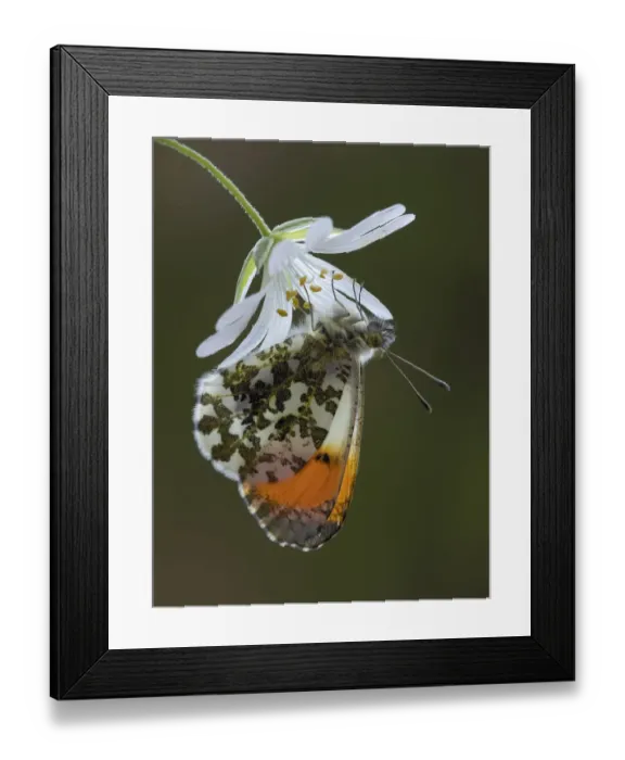 Framed Print : Orange tip butterfly (Anthocharis cardamines) male on Greater stitchwort flower in Framed Print : Orange tip butterfly (Anthocharis cardamines) male on Greater stitchwort flower in