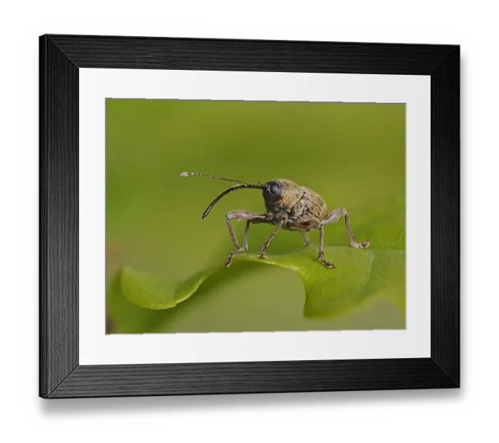 Framed Print : Acorn Weevil (Curculio glandium) portrait on an Oak leaf, Hertofrdshire, England, UK Framed Print : Acorn Weevil (Curculio glandium) portrait on an Oak leaf, Hertofrdshire, England, UK