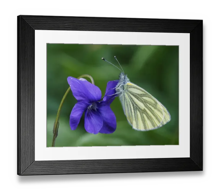 Framed Print : Green veined white butterfly (Pieris napi) roosting on a Dog Violet flower, Hertofrdshire Framed Print : Green veined white butterfly (Pieris napi) roosting on a Dog Violet flower, Hertofrdshire