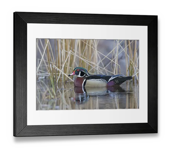 Framed Print : Wood duck (Aix sponsa) male in breeding plumage. Acadia National Park, Maine, USA. April Framed Print : Wood duck (Aix sponsa) male in breeding plumage. Acadia National Park, Maine, USA. April