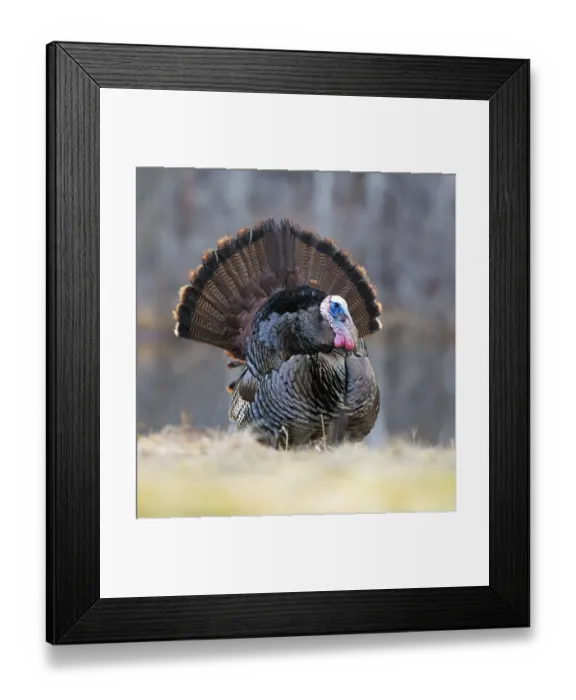 Framed Print : Wild turkey (Meleagris gallopavo) male displaying during spring mating season