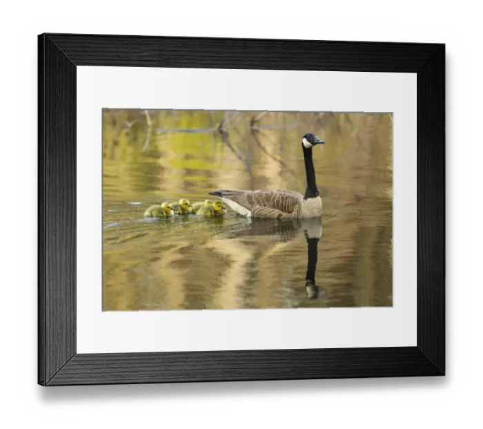 Framed Print : Canada goose (Branta canadensis) with goslings, a few days old. Massachusetts, USA Framed Print : Canada goose (Branta canadensis) with goslings, a few days old. Massachusetts, USA