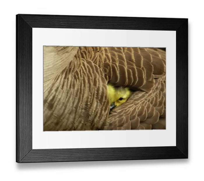 Framed Print : Canada goose (Branta canadensis) with gosling, a few days old. Massachusetts, USA. April Framed Print : Canada goose (Branta canadensis) with gosling, a few days old. Massachusetts, USA. April